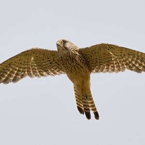 kestrel 2024 14.jpg