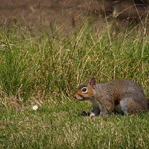 greenwich park squirrel-3.jpg