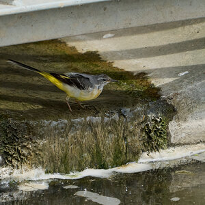 grey wagtail 2024 9.jpg