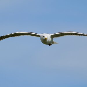 gull 2024 1 (4).jpg