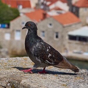 dubrovnik 2024 7.jpg