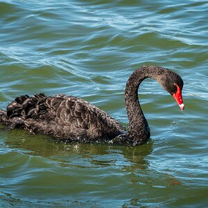 _7RV0161_Black_Swan.jpg