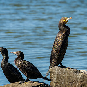 _7RV0254_Cormorants.jpg