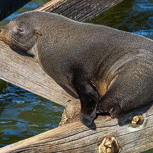 _7RV0136_NZ_Fur_Seal_2.jpg