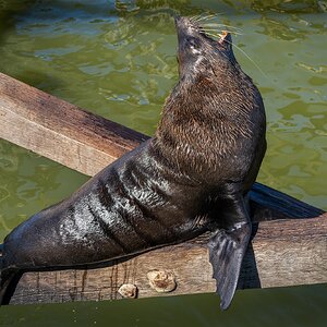 _7RV0144_NZ_Fur_Seal_3.jpg