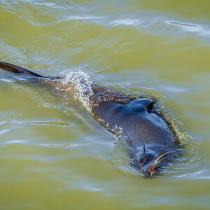 _7RV0228_NZ_Fur_Seal_4.jpg