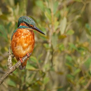 Kingfisher (1 of 1)-2.jpg