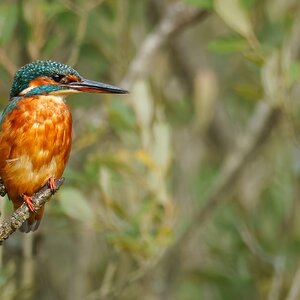 Kingfisher (1 of 1)-3.jpg