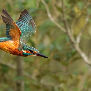 kingfisher (1 of 1)-4.jpg