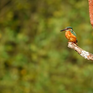 kingfisher (1 of 1)-5.jpg