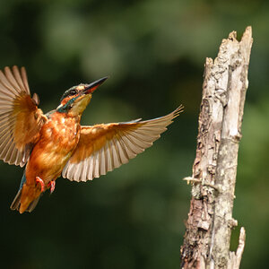 Kingfisher (1 of 1)-6.jpg