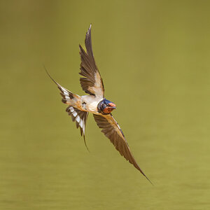 Barn Swallow (1 of 1).jpg