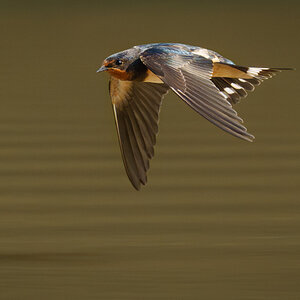 Barn swallow (1 of 1)-2.jpg