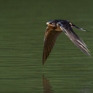 Barn Swallow (1 of 5).jpg