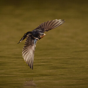 Barn Swallow (2 of 5).jpg