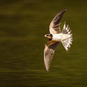 Barn Swallow (3 of 5).jpg