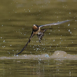 Barn Swallow (4 of 5).jpg