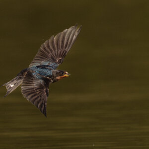 Barn Swallow (5 of 5).jpg