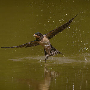 Swallow (1 of 1).jpg