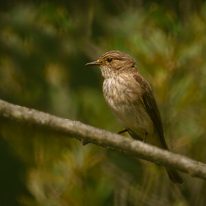 Spotted fly catcher (1 of 1).jpg