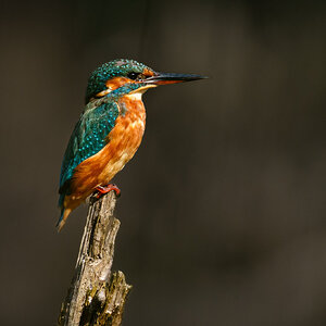 Kingfisher Alcedo Atthis ♀ Adult (1 of 1).jpg