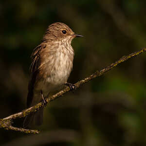 Spotted Fly Catcher (1 of 1).jpg