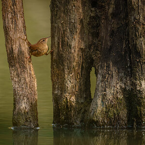 Jenny Wren  (1 of 1).jpg