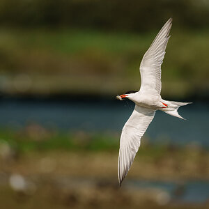 Tern  (1 of 1).jpg