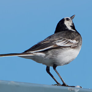 pied wagtail 2024 7.jpg