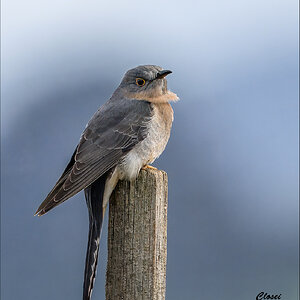 Fantail Cuckoo 5-r.jpg