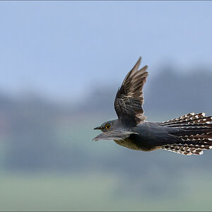 Fantail Cuckoo 4-r.jpg