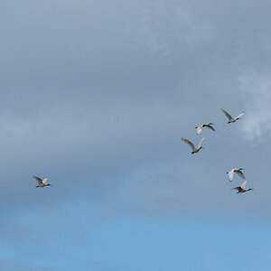 AustralianWhiteIbis.jpg