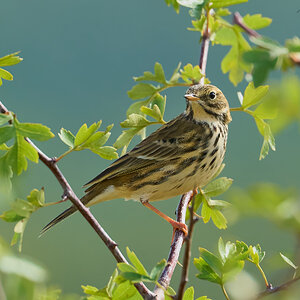 meadow pipit 2024 5.jpg