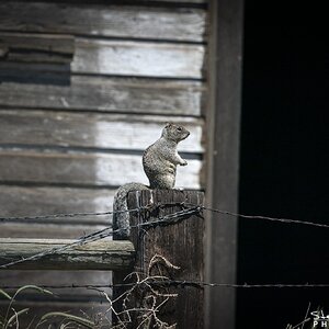 GreySquirrelGoodnoe051520N-4113.jpg