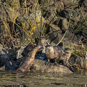 OtterFamily101019N-5637.jpg