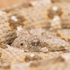 Bitis caudalis_Swakopmund2020.jpg