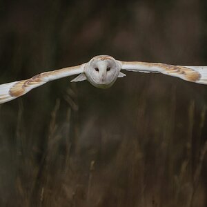 Barn Owl Tyto Alba ♂ (1 of 1).jpg