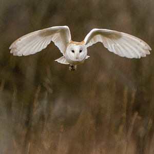 Barn Owl Tyto Alba ♂ (1 of 1).jpg