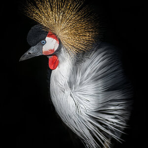 Grey Crowned Crane1.jpg