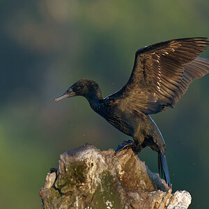 Little Black Cormorant flapping (3).jpg