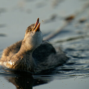 Australasian Grebe and bug.jpg