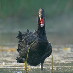 Black Swan and reed (1).jpg