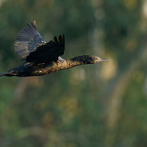 Little Black Cormorant IF (15).jpg