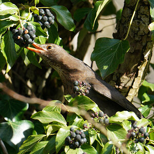 A female blackbird munching on some ivy berries.