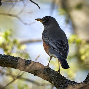 Robin in a shady spot