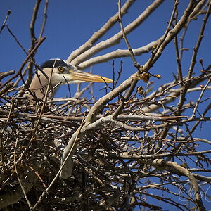 Great Heron on her nest