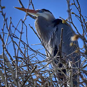 Great Heron near the nest