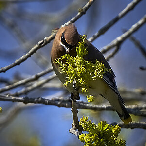 Ceder Waxwing feeding