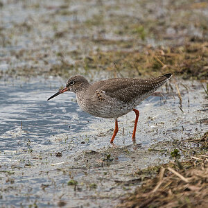 Redshank