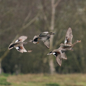 Gadwall